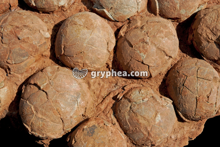 Oeufs de Dinosaure - gryphea.com